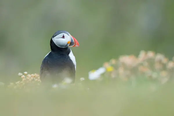 Leuke Atlantische Papegaaiduiker Zijn Natuurlijke Habitat Noordzee Detail Shetlands Noorwegen — Stockfoto