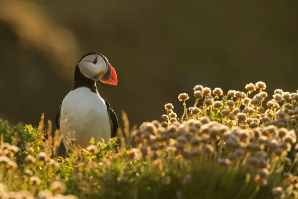 Lindo Frailecillo Atlántico Hábitat Natural Mar Del Norte Detalle Shetlands — Foto de Stock