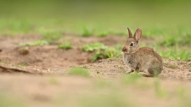 Doğal Ortamında Sevimli Küçük Bir Tavşan Bahar Hayvan Vahşi Yaşam — Stok video