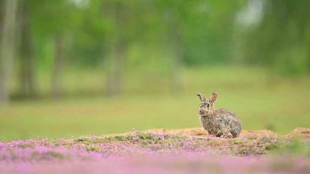 紫の花 野生動物 野生生物 フィールドの間の自然な生息地でかわいい小さなウサギ 閉じる — ストック動画