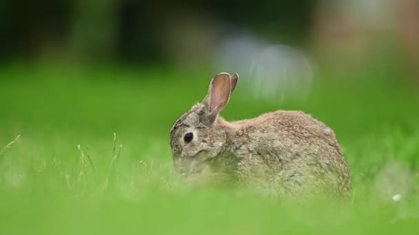 その自然の生息地でかわいい小さなウサギ 野生生物 フィールド クローズアップ — ストック動画