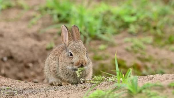 かわいい小さなウサギは 自然の生息地 野生動物 野生生物 フィールドで草を食べる 閉じる — ストック動画