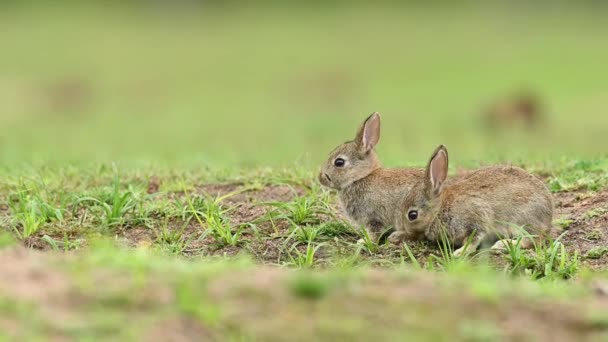 その自然の生息地でかわいい小さなウサギ 野生生物 フィールド クローズアップ — ストック動画