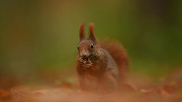 Cute Red Wiewiórka Jego Naturalnym Środowisku Natura Jedzenie Nakrętki Zbliżenie — Wideo stockowe