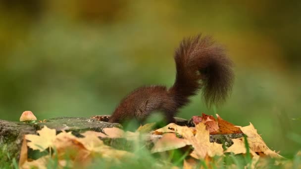 Söpö Punainen Orava Luonnollisessa Elinympäristössään Luonto Syöminen Pähkinä Lähikuva Yksityiskohdat — kuvapankkivideo