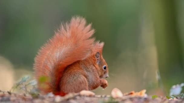 서식지 클로즈업 숲에서 귀여운 다람쥐 — 비디오