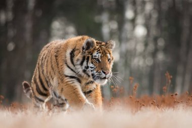 Sibirya kaplanı doğal habitatında, yırtıcı, yakın plan, Rusya, kuzey, kış, kar
