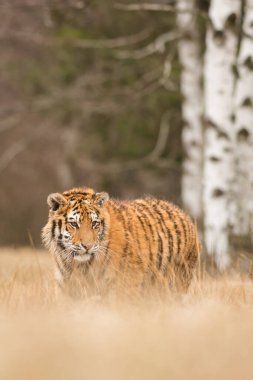 Sibirya kaplanı doğal habitatında, yırtıcı, yakın plan, Rusya, kuzey, kış, kar