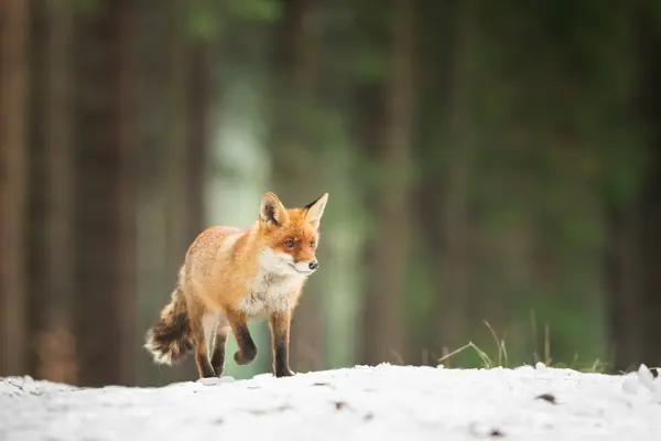 Kızıl tilki doğal ortamında, kış, kar, yakın plan, detay
