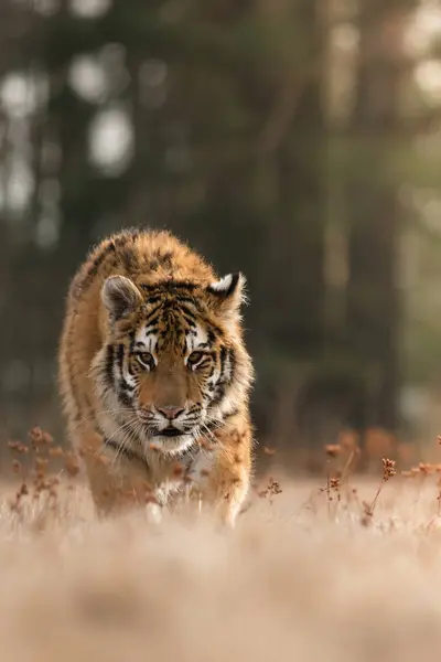 Siberian Tiger Its Natural Habitat Predator Close Russia North Winter — Stock Photo, Image