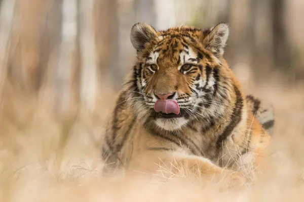 Tigre Siberiano Hábitat Natural Depredador Primer Plano Rusia Norte Invierno —  Fotos de Stock