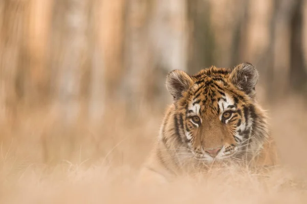 Tygrys Syberyjski Swoim Naturalnym Środowisku Drapieżnik Zbliżenie Rosja Północ Zima — Zdjęcie stockowe