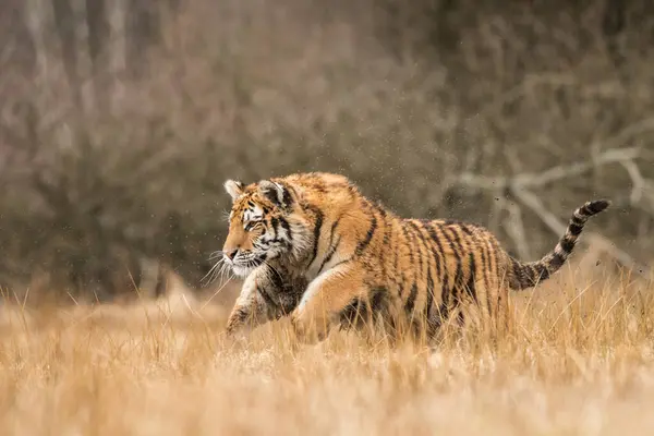 Tygrys Syberyjski Swoim Naturalnym Środowisku Drapieżnik Zbliżenie Rosja Północ Zima — Zdjęcie stockowe