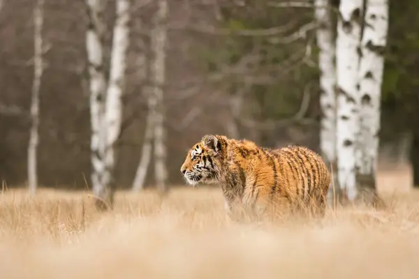 Tigre Siberiano Hábitat Natural Depredador Primer Plano Rusia Norte Invierno —  Fotos de Stock