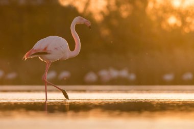Doğal ortamda pembe flamingo, Phoenicopterus gülü, Camarque, Fransa, yakın plan, detay, doğa