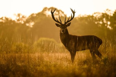 Doğal çevrede kızıl geyik, Cervus elaphus, vahşi yaşam, yakın plan, doğa