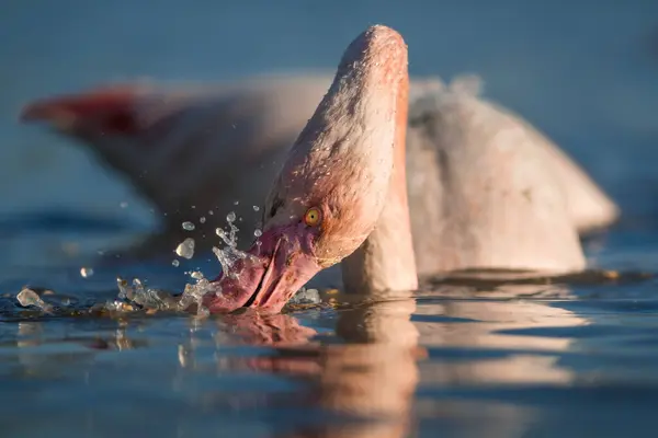 Doğal ortamda pembe flamingo, Phoenicopterus gülü, Camarque, Fransa, yakın plan, detay, doğa