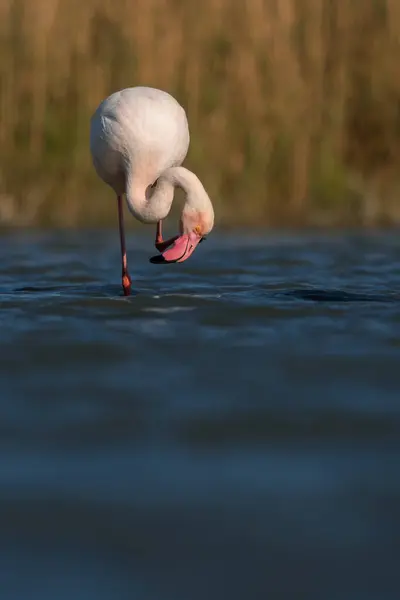 Doğal ortamda pembe flamingo, Phoenicopterus gülü, Camarque, Fransa, yakın plan, detay, doğa