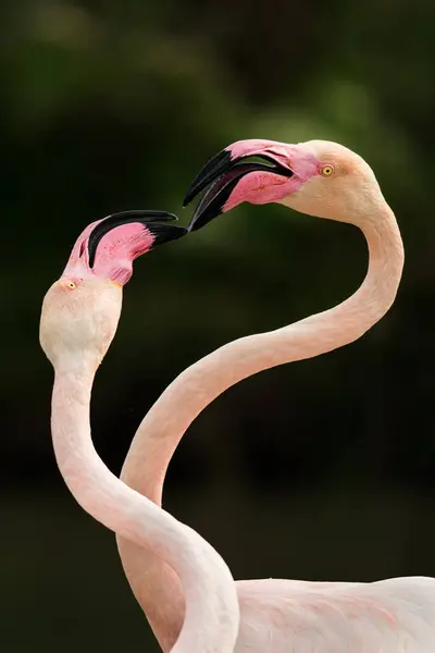 Doğal ortamda pembe flamingo, Phoenicopterus gülü, Camarque, Fransa, yakın plan, detay, doğa
