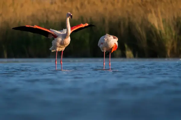 Doğal ortamda pembe flamingo, Phoenicopterus gülü, Camarque, Fransa, yakın plan, detay, doğa