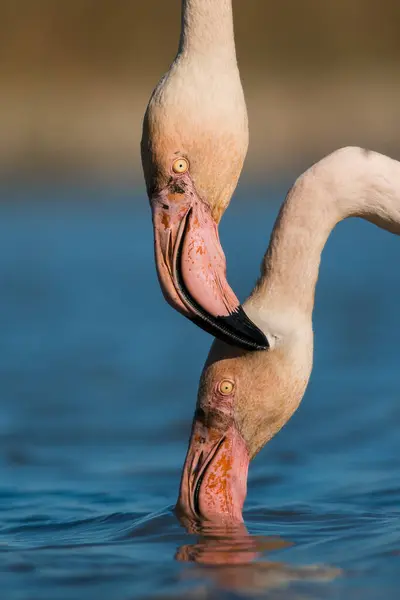 Doğal ortamda pembe flamingo, Phoenicopterus gülü, Camarque, Fransa, yakın plan, detay, doğa