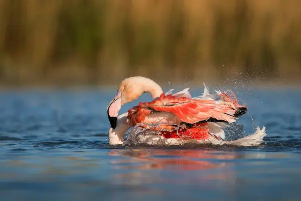 Doğal ortamda pembe flamingo, Phoenicopterus gülü, Camarque, Fransa, yakın plan, detay, doğa