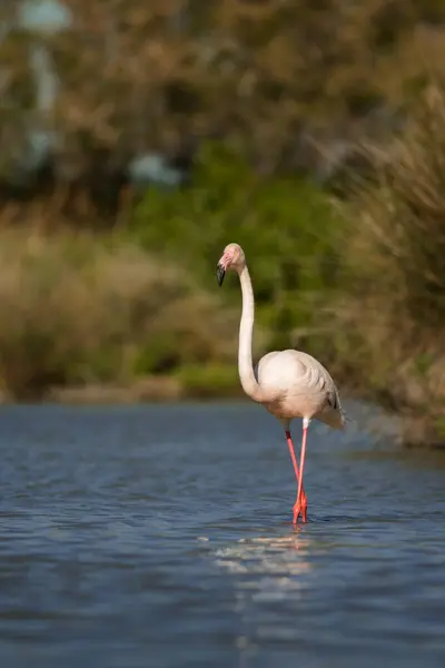 Flamingo Rosa Ambiente Natural Phoenicopterus Roseus Camarque França Close Detalhe — Fotografia de Stock