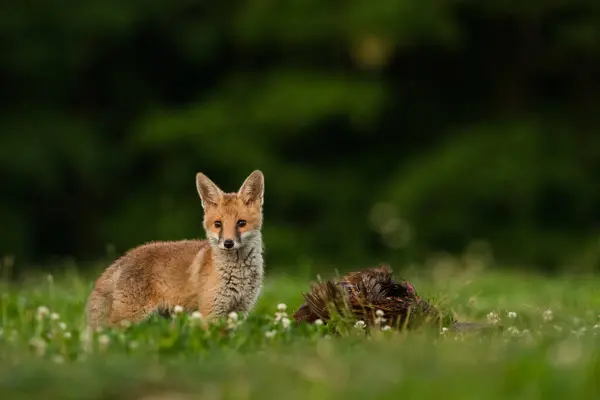 Doğal ortamda sevimli kızıl tilki, Vulpes vulpes, yakın plan, doğa, detay
