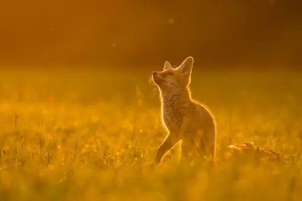 Doğal ortamda sevimli kızıl tilki, Vulpes vulpes, yakın plan, doğa, detay