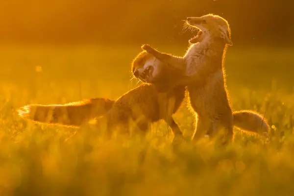 Doğal ortamda sevimli kızıl tilki, Vulpes vulpes, yakın plan, doğa, detay