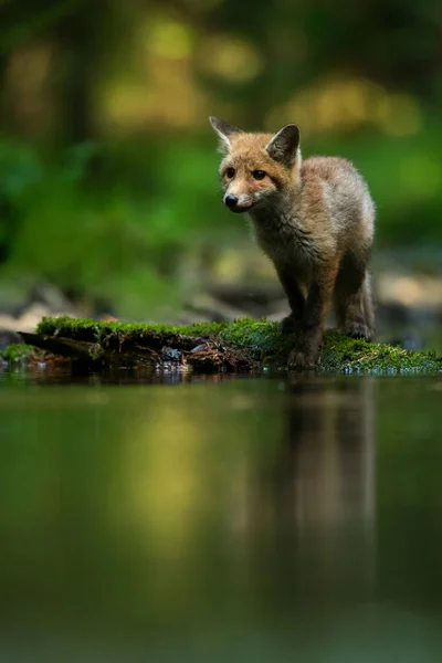 Doğal ortamda sevimli kızıl tilki, Vulpes vulpes, yakın plan, doğa, detay