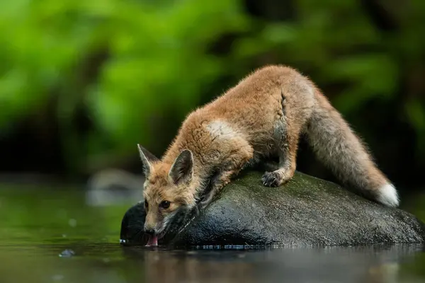 Doğal ortamda sevimli kızıl tilki, vulpes vulpes, vahşi yaşam, hayvan, yakın çekim