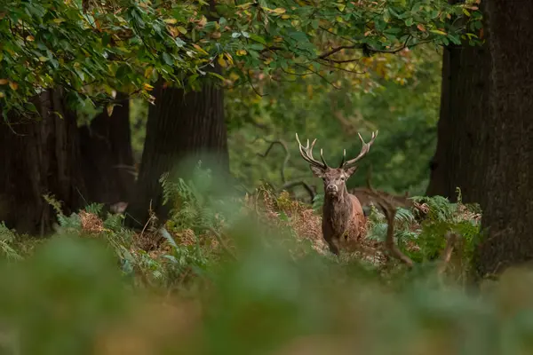 Doğal çevrede kızıl geyik, Cervus elaphus, vahşi yaşam, yakın plan, doğa