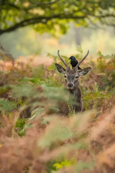 Doğal çevrede kızıl geyik, Cervus elaphus, vahşi yaşam, yakın plan, doğa