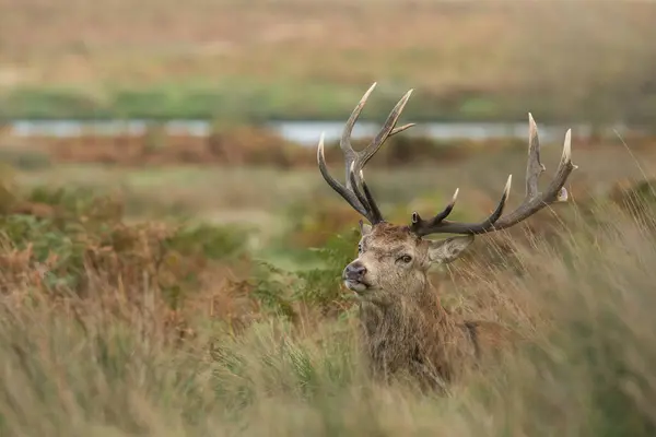 Doğal çevrede kızıl geyik, Cervus elaphus, vahşi yaşam, yakın plan, doğa