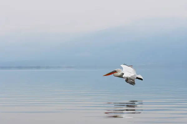 Doğal ortamda Dalmaçyalı pelikan, vahşi yaşam, yakın plan, Kerkini, Pelecanus crispus