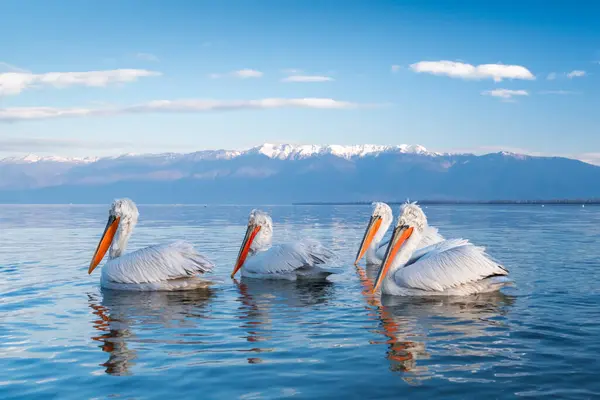 Doğal ortamda Dalmaçyalı pelikan, vahşi yaşam, yakın plan, Kerkini, Pelecanus crispus