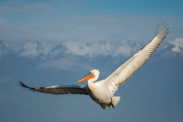 Doğal ortamda Dalmaçyalı pelikan, vahşi yaşam, yakın plan, Kerkini, Pelecanus crispus