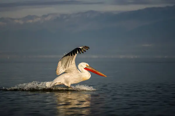 Doğal ortamda Dalmaçyalı pelikan, vahşi yaşam, yakın plan, Kerkini, Pelecanus crispus