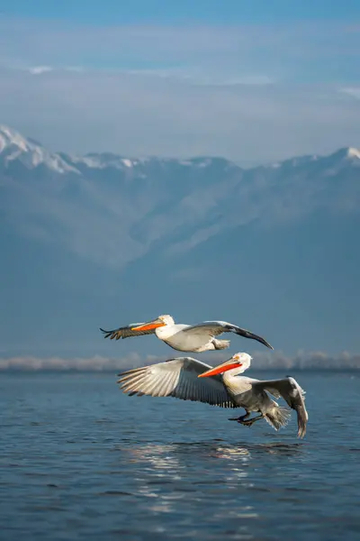 Doğal ortamda Dalmaçyalı pelikan, vahşi yaşam, yakın plan, Kerkini, Pelecanus crispus