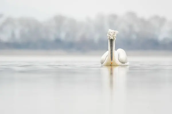 Doğal ortamda Dalmaçyalı pelikan, vahşi yaşam, yakın plan, Kerkini, Pelecanus crispus