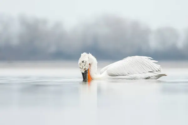 Doğal ortamda Dalmaçyalı pelikan, vahşi yaşam, yakın plan, Kerkini, Pelecanus crispus