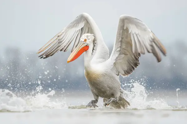 Doğal ortamda Dalmaçyalı pelikan, vahşi yaşam, yakın plan, Kerkini, Pelecanus crispus