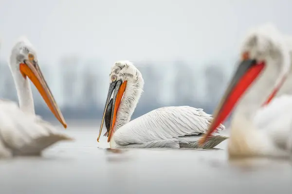 Doğal ortamda Dalmaçyalı pelikan, vahşi yaşam, yakın plan, Kerkini, Pelecanus crispus