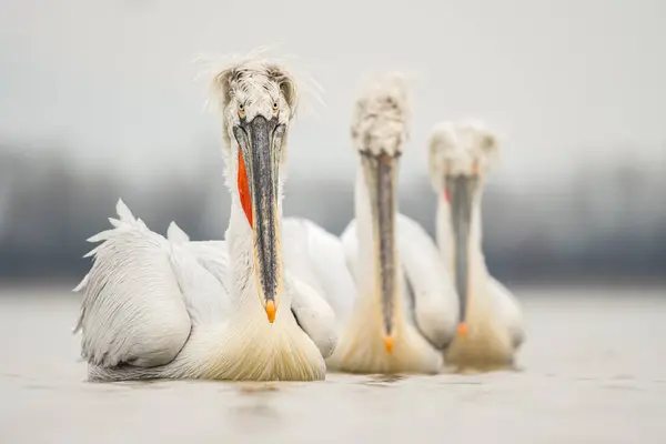 Doğal ortamda Dalmaçyalı pelikan, vahşi yaşam, yakın plan, Kerkini, Pelecanus crispus