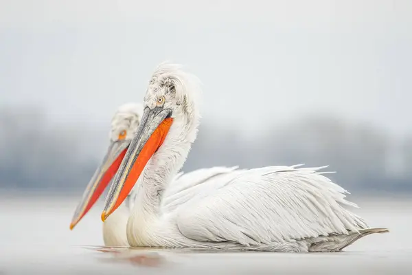 Doğal ortamda Dalmaçyalı pelikan, vahşi yaşam, yakın plan, Kerkini, Pelecanus crispus