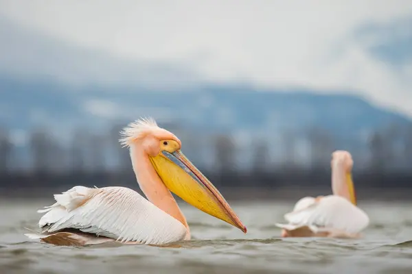 Doğal ortamda beyaz pelikan, vahşi yaşam, yakın plan, Kerkini, Pelecanus crispus