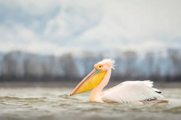 Doğal ortamda beyaz pelikan, vahşi yaşam, yakın plan, Kerkini, Pelecanus crispus