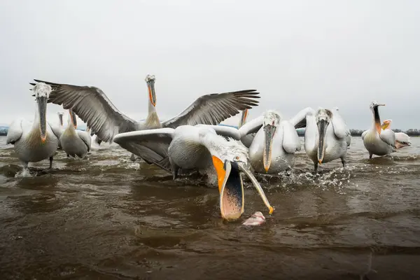 Doğal ortamda Dalmaçyalı pelikan, vahşi yaşam, yakın plan, Kerkini, Pelecanus crispus