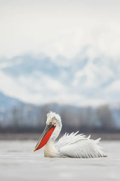 Doğal ortamda Dalmaçyalı pelikan, vahşi yaşam, yakın plan, Kerkini, Pelecanus crispus